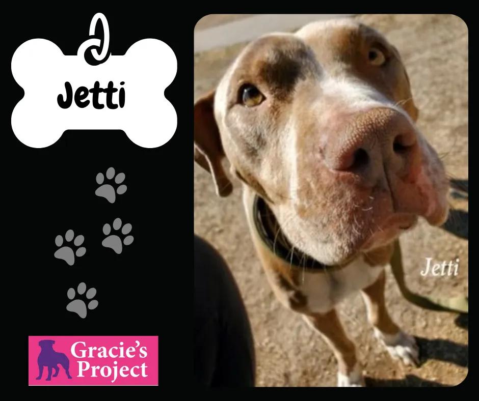 Jetti, Adult Female Pit Bull Terrier