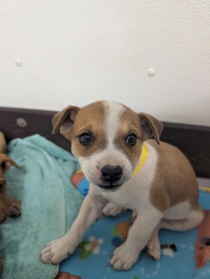 Enlarge Rev, a Adoptable mixed breed in Divide, CO image 1/1