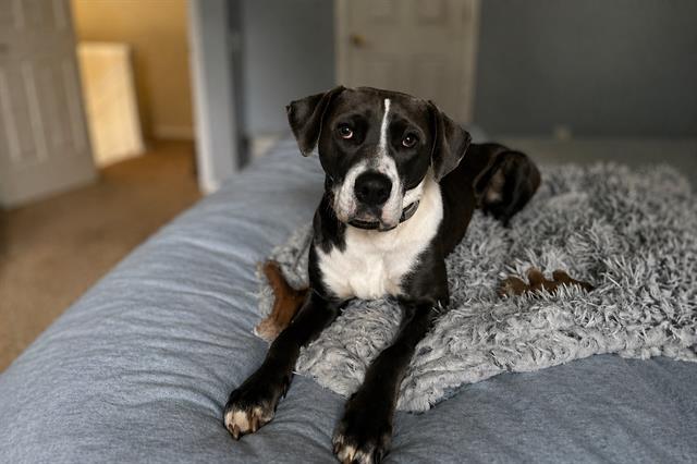 GRETA, Adoptable, Adult Female Pointer & Mixed Breed.