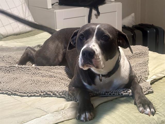 GRETA, Adoptable, Adult Female Pointer & Mixed Breed.