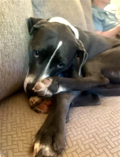 GRETA, Adoptable, Adult Female Pointer & Mixed Breed.