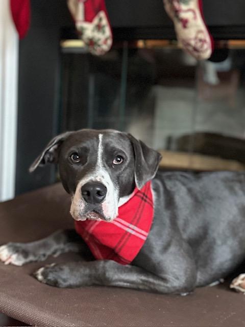 Enlarge GRETA, a Adoptable mixed breed in Charlotte, NC image 1/1