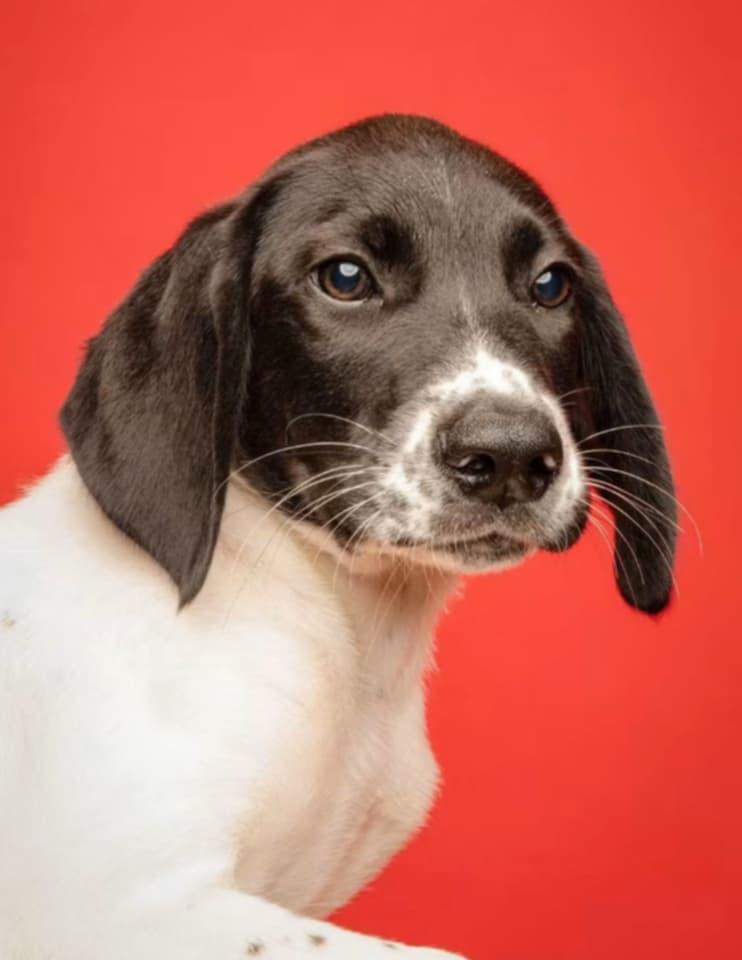 Tubbs, Adoptable, Puppy Male Pointer.