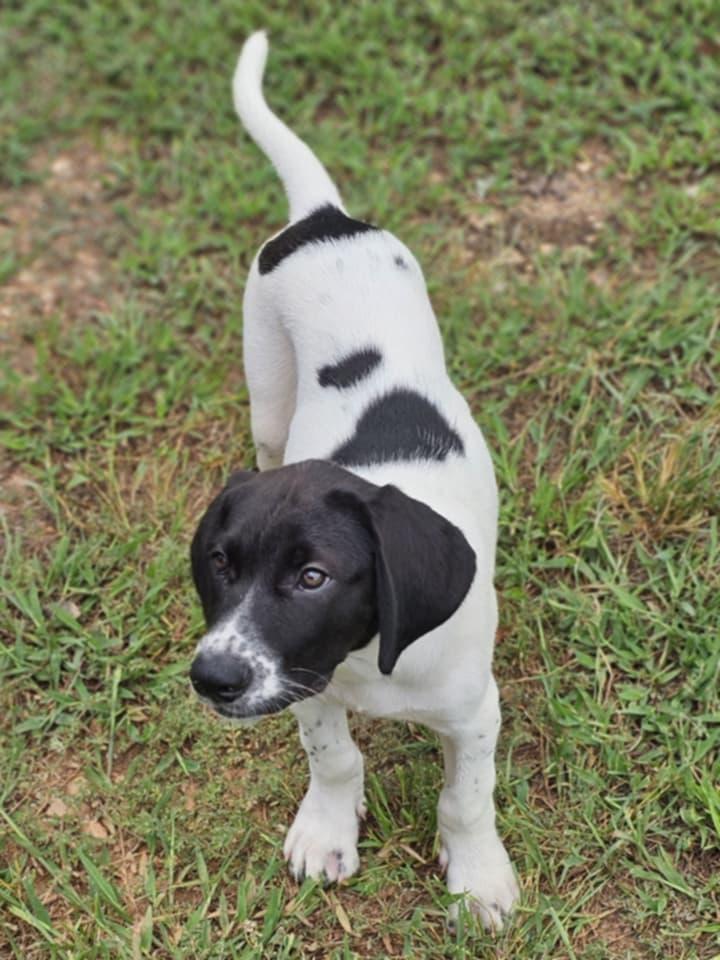 Enlarge Tubbs, a Adoptable mixed breed in McDonough, GA image 3/3