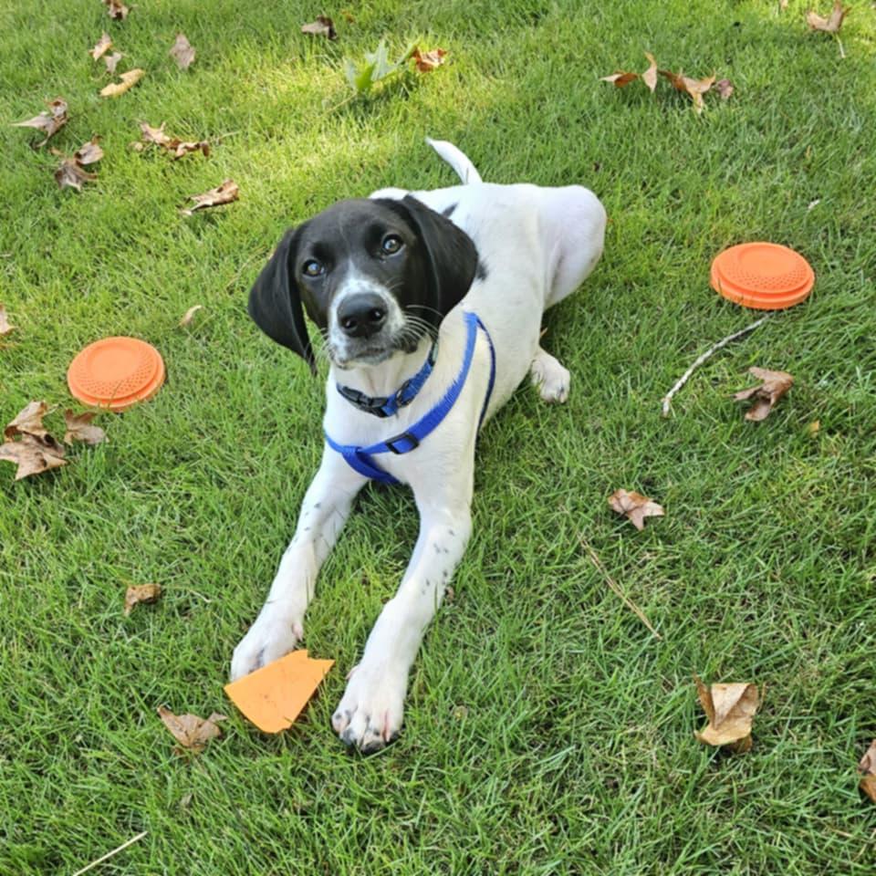 Enlarge Tubbs, a Adoptable mixed breed in McDonough, GA image 2/3
