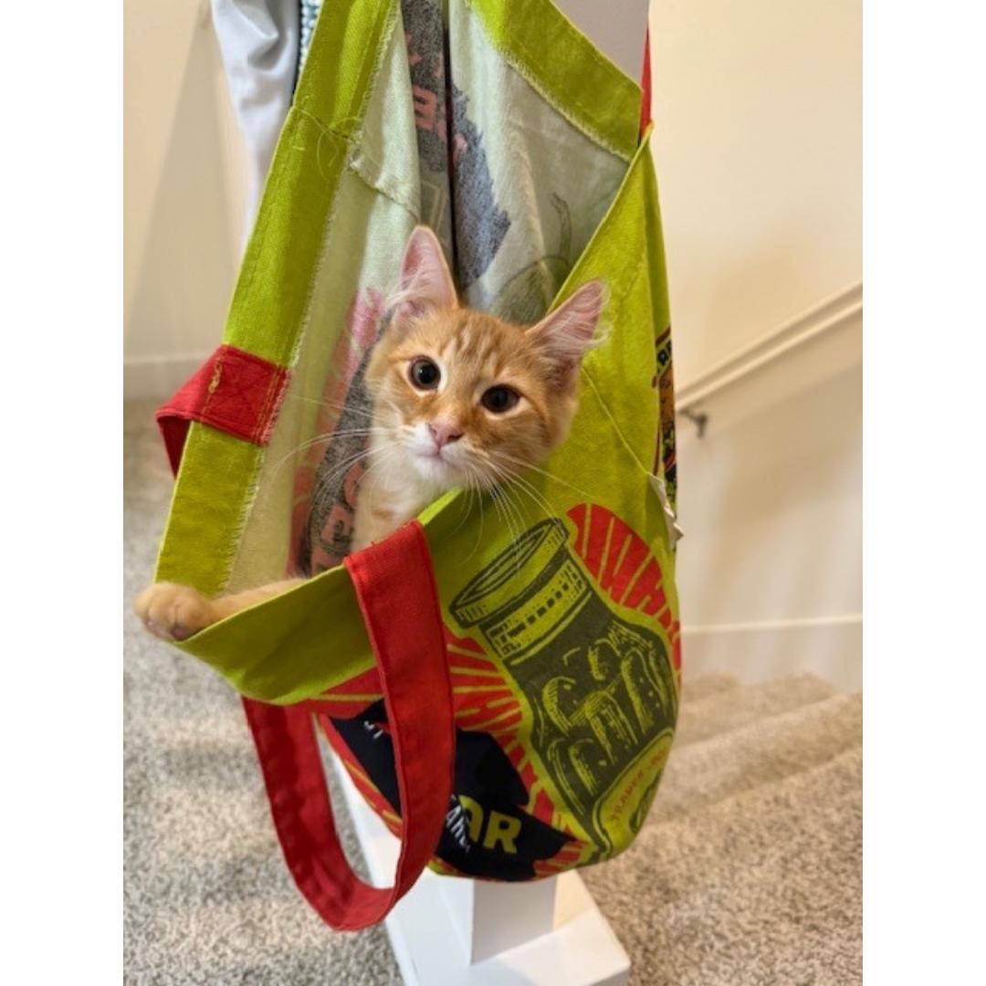 Willie, a Adoptable mixed breed in Morgan Hill, CA image 5/5