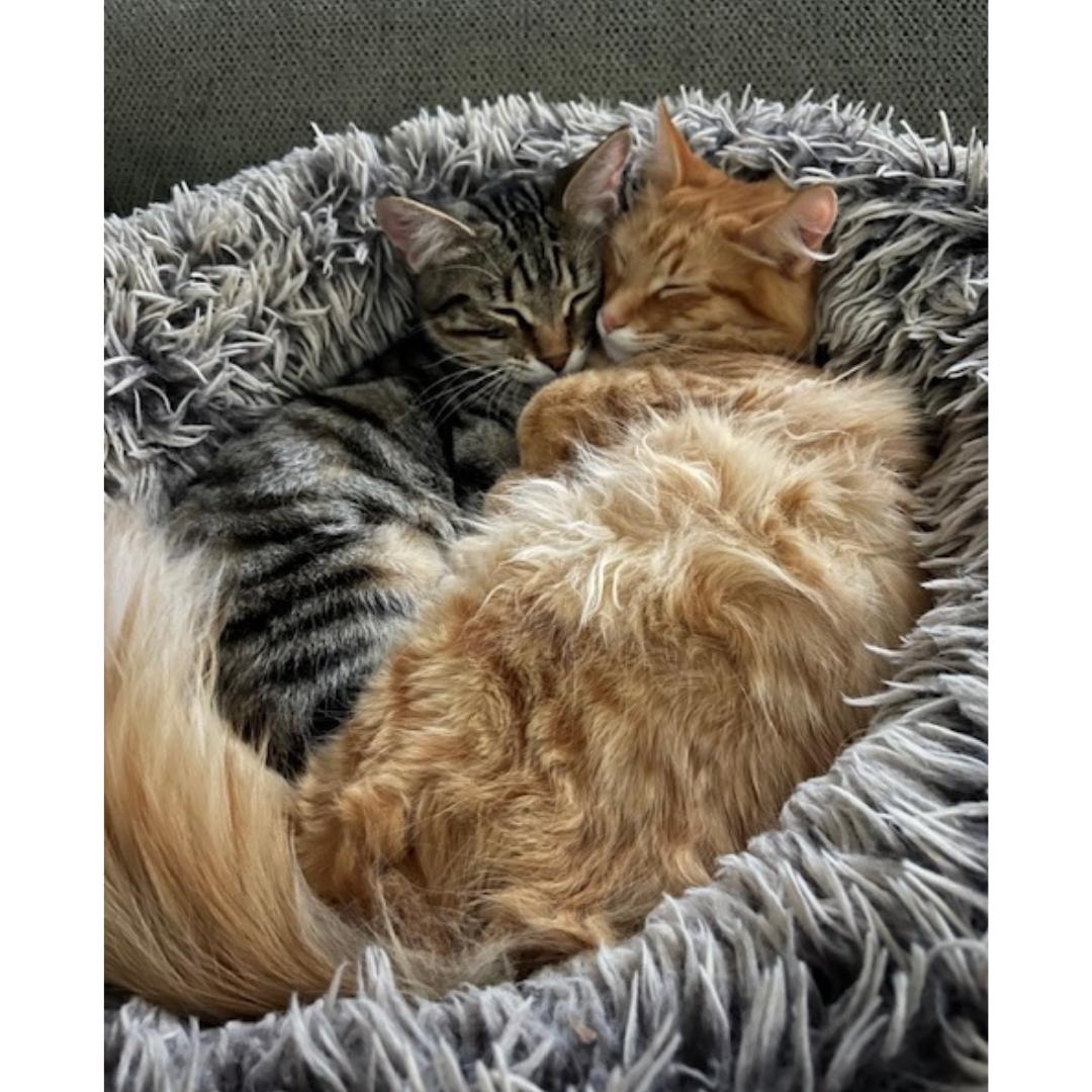 Willie, a Adoptable mixed breed in Morgan Hill, CA image 3/5