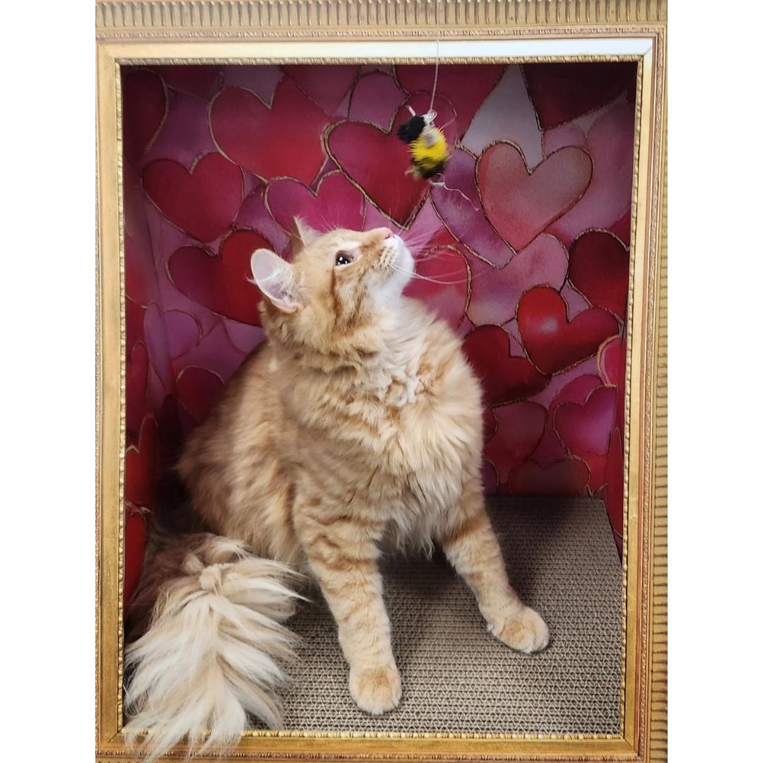 Willie, Adoptable, Kitten Male Tabby & Domestic Long Hair.