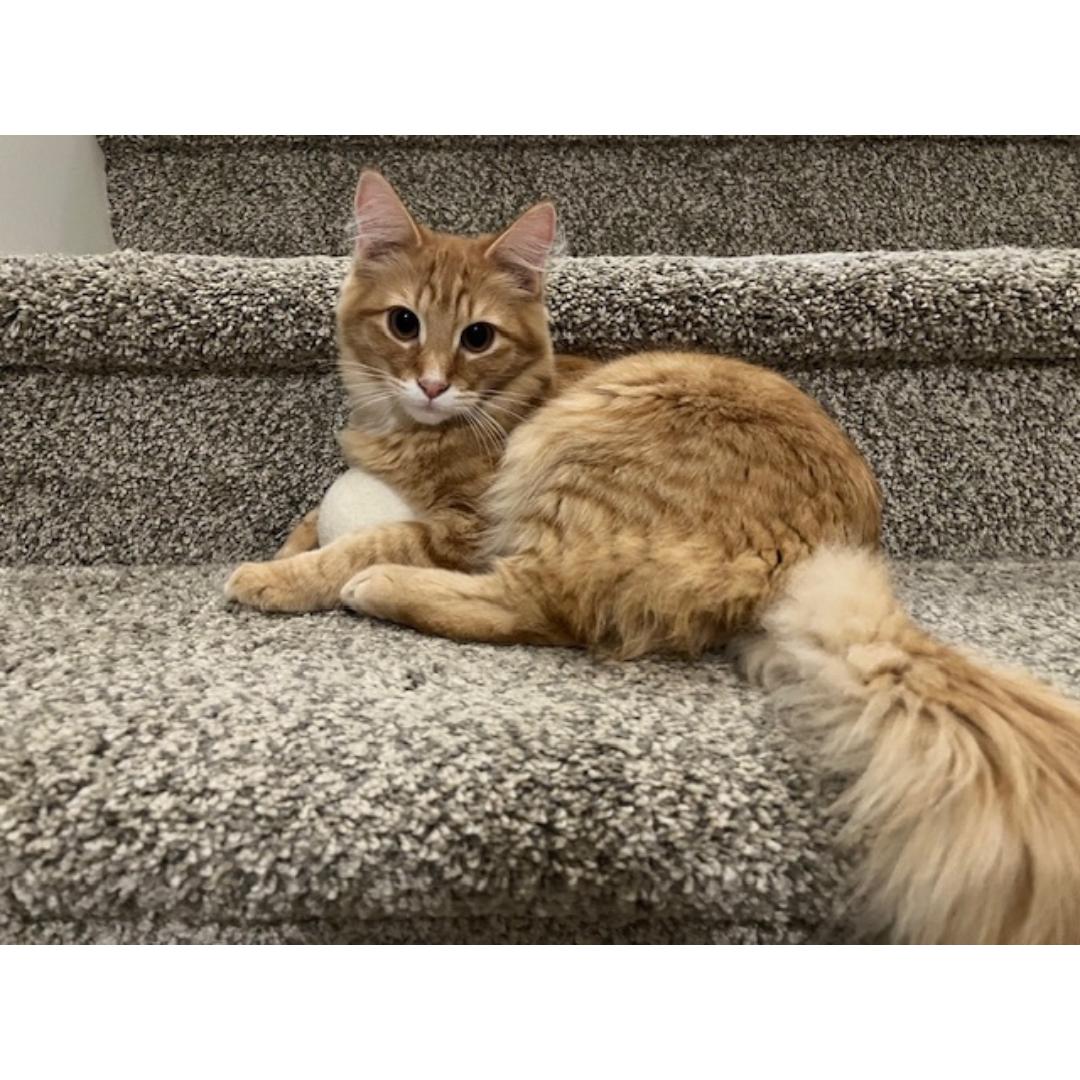 Willie, Adoptable, Kitten Male Tabby & Domestic Long Hair.