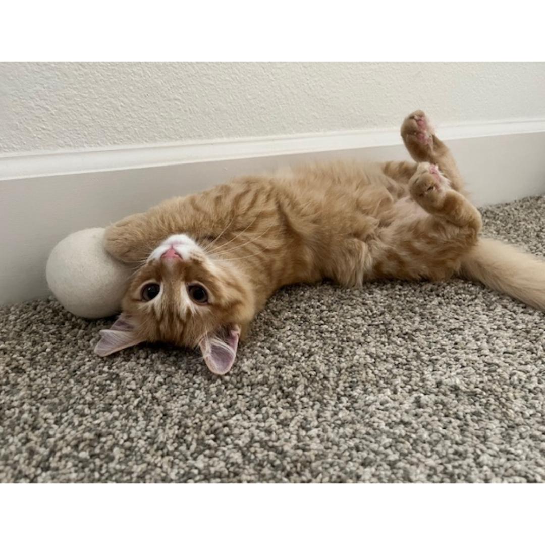 Willie, a Adoptable mixed breed in Morgan Hill, CA image 4/5