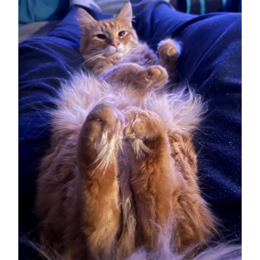 Willie, a Adoptable mixed breed in Morgan Hill, CA image 4/6