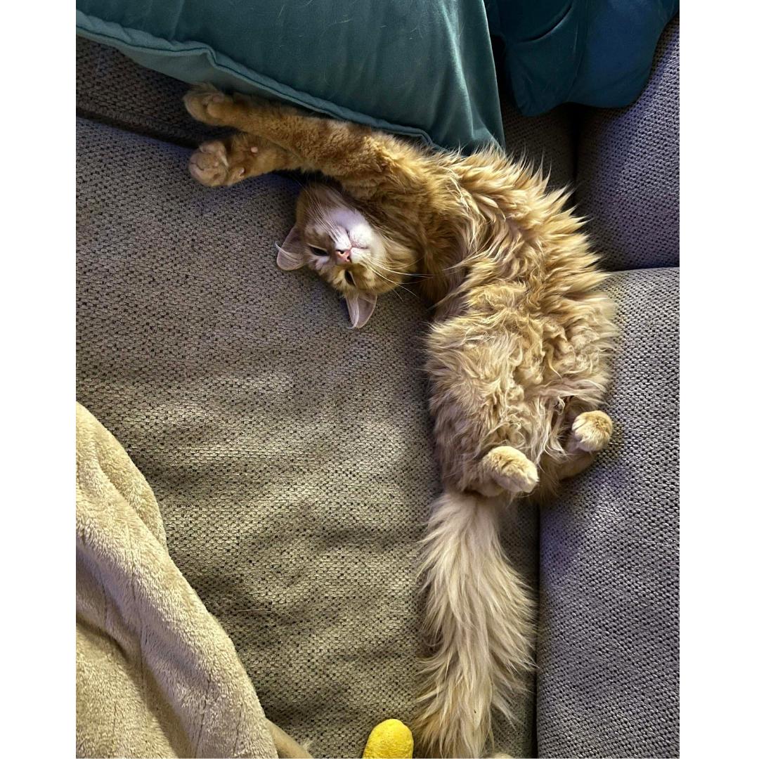 Enlarge Willie, a Adoptable mixed breed in Morgan Hill, CA image 5/5