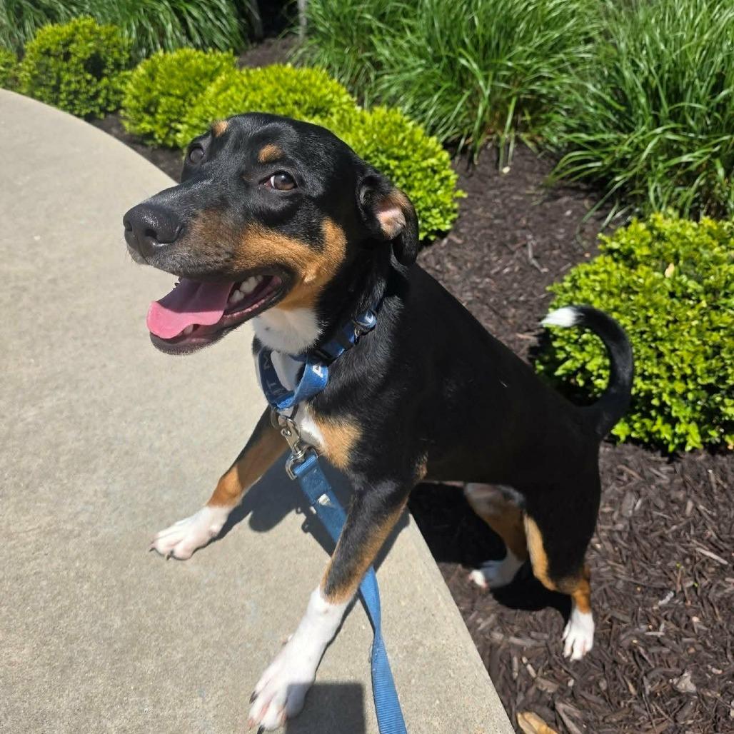 Enlarge Max, a Adoptable mixed breed in Overland Park, KS image 1/6