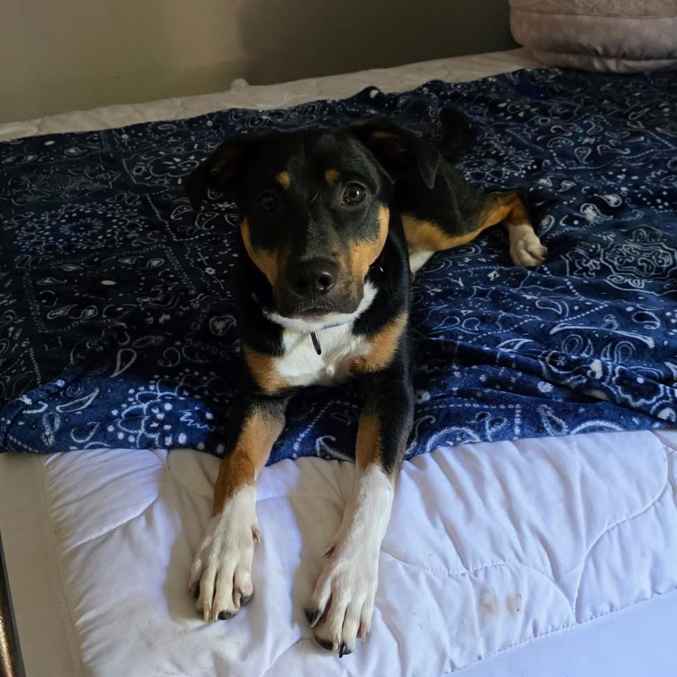 Enlarge Max, a Adoptable mixed breed in Overland Park, KS image 2/6