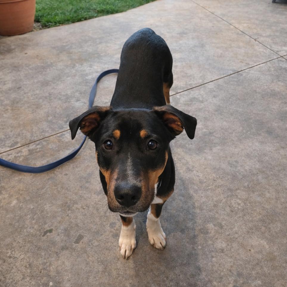 Max, Adoptable, Young Male Hound & Mixed Breed.