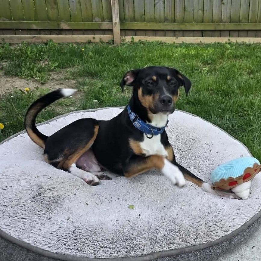 Enlarge Max, a Adoptable mixed breed in Overland Park, KS image 3/6