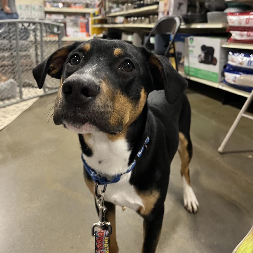 Enlarge Max, a Adoptable mixed breed in Overland Park, KS image 3/5
