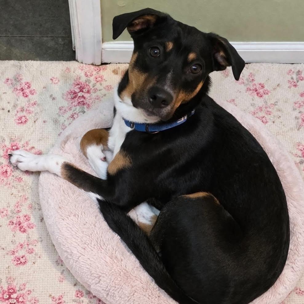 Enlarge Max, a Adoptable mixed breed in Overland Park, KS image 1/5