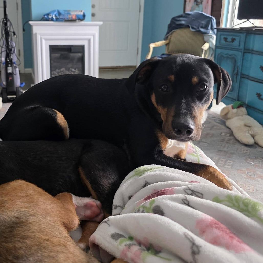 Enlarge Max, a Adoptable mixed breed in Overland Park, KS image 2/3