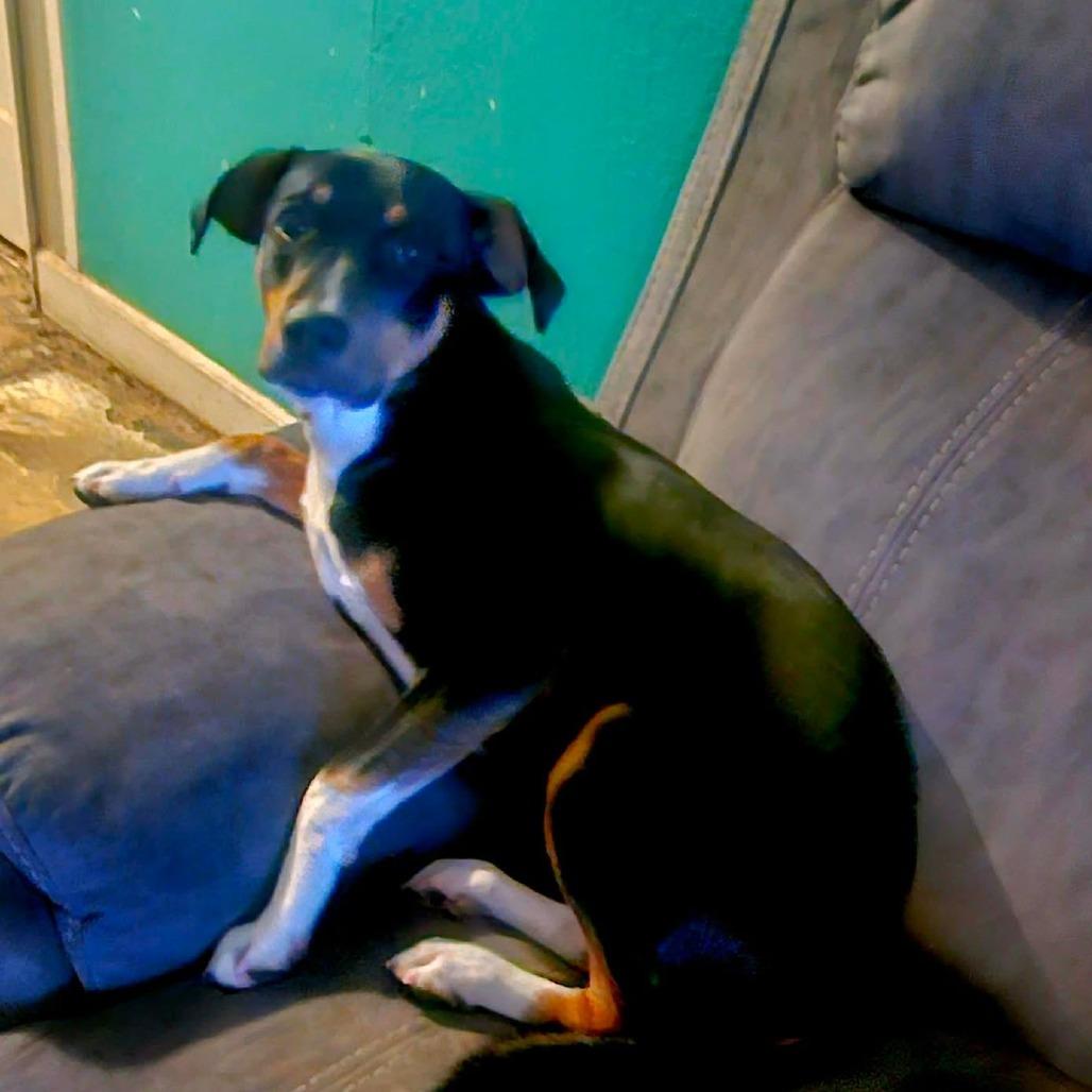 Enlarge Max, a Adoptable mixed breed in Overland Park, KS image 3/3