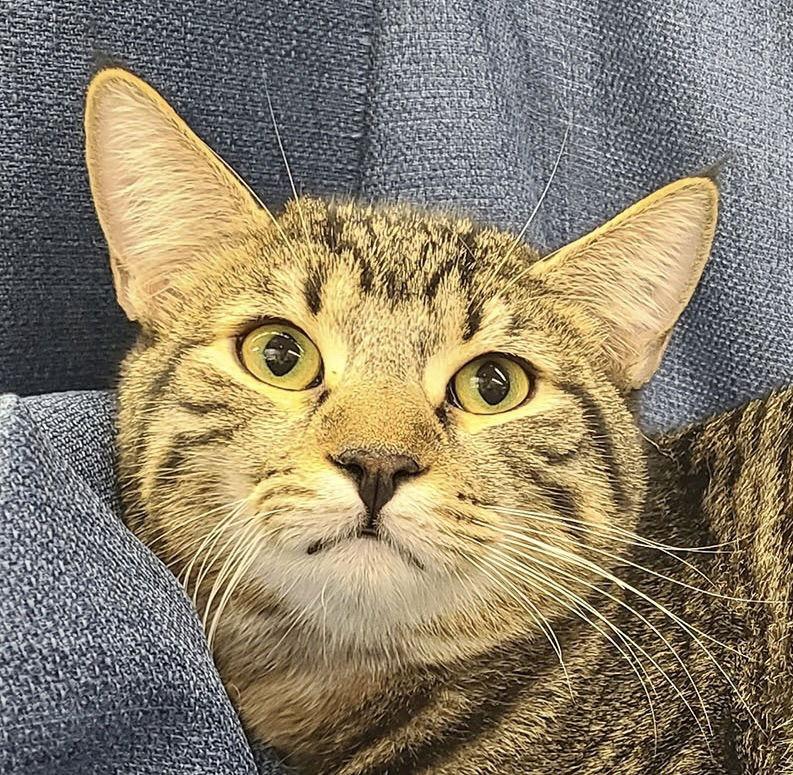 Enlarge Alder, a Adoptable Domestic Short Hair in Antioch, CA image 1/1