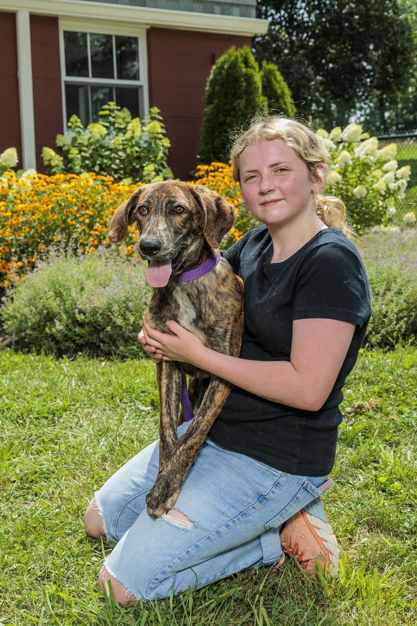 Tessa, Adoptable, Young Female Treeing Walker Coonhound.