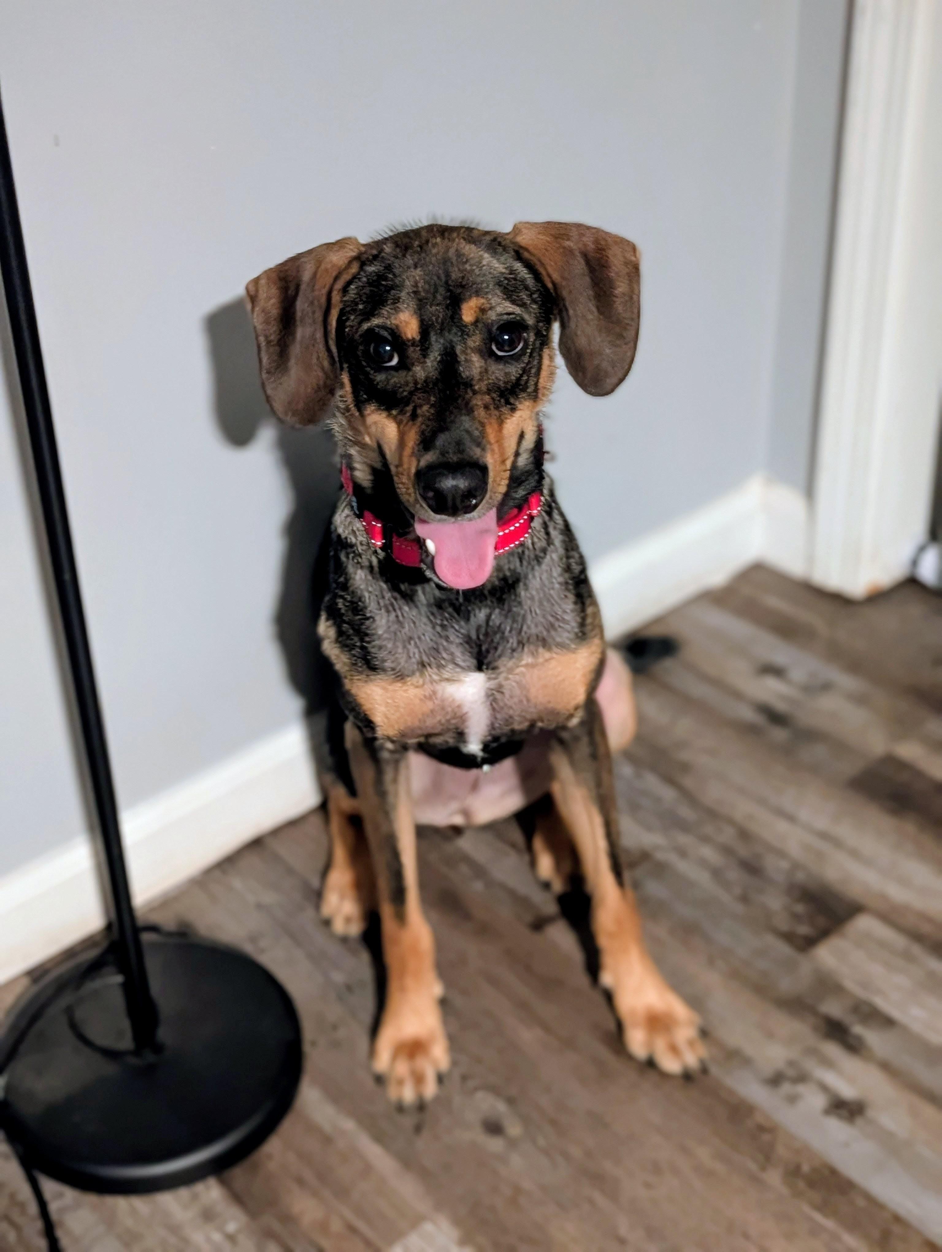 Enlarge Moss, a ADOPTABLE mixed breed in Bloomingdale, GA image 5/5