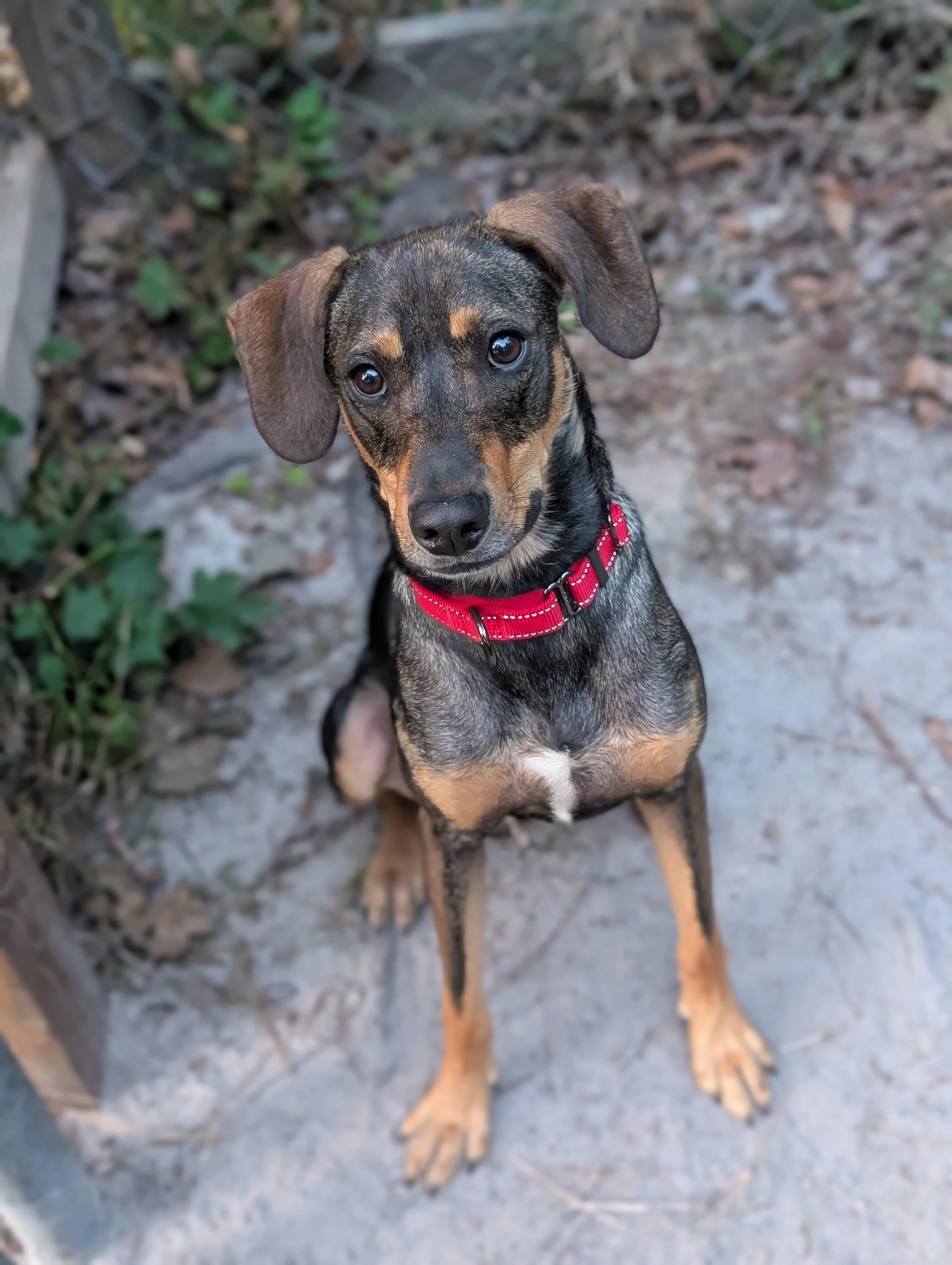 Moss, ADOPTABLE, Young Male American Foxhound & German Shepherd Dog.
