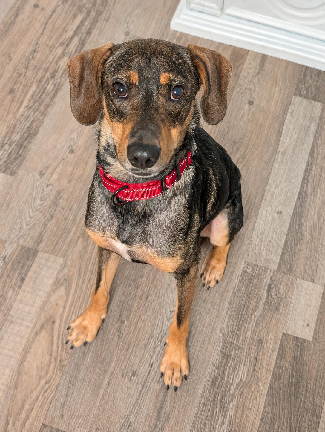 Enlarge Moss, a ADOPTABLE mixed breed in Bloomingdale, GA image 4/5
