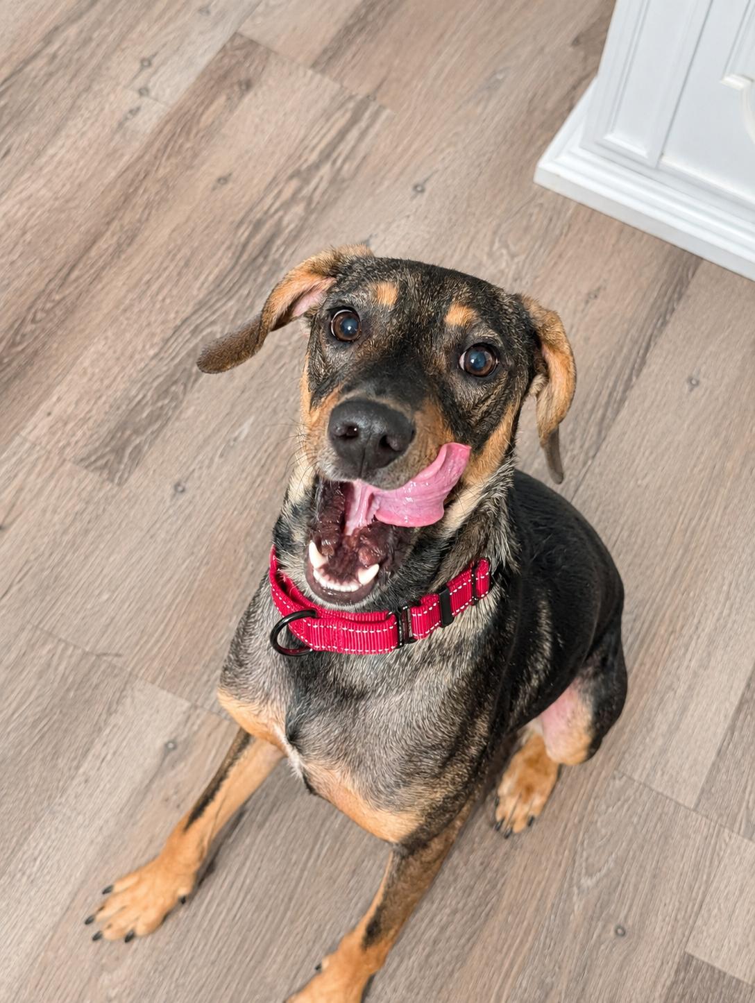 Enlarge Moss, a ADOPTABLE mixed breed in Bloomingdale, GA image 3/5