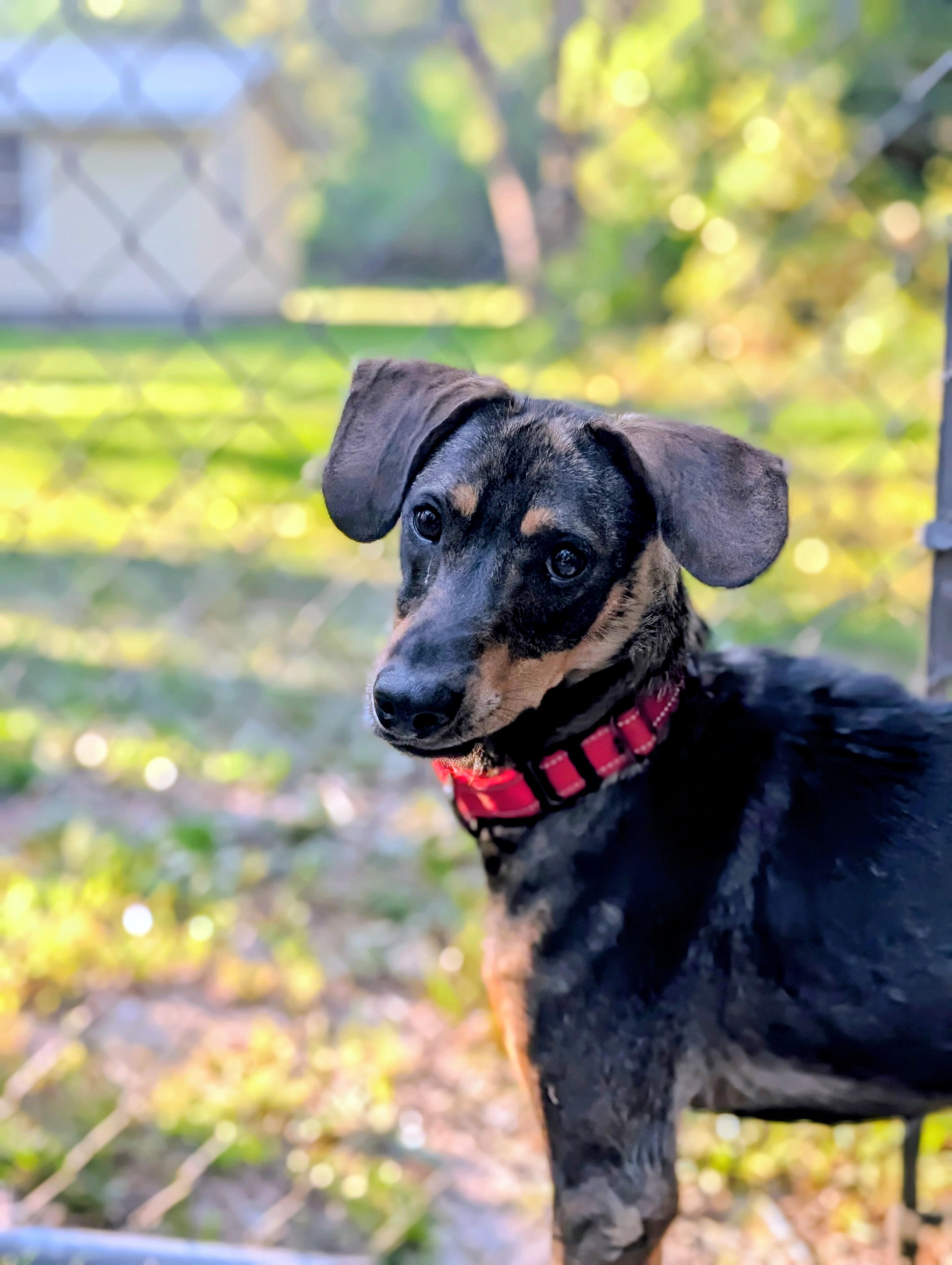 Enlarge Moss, a ADOPTABLE mixed breed in Bloomingdale, GA image 2/5