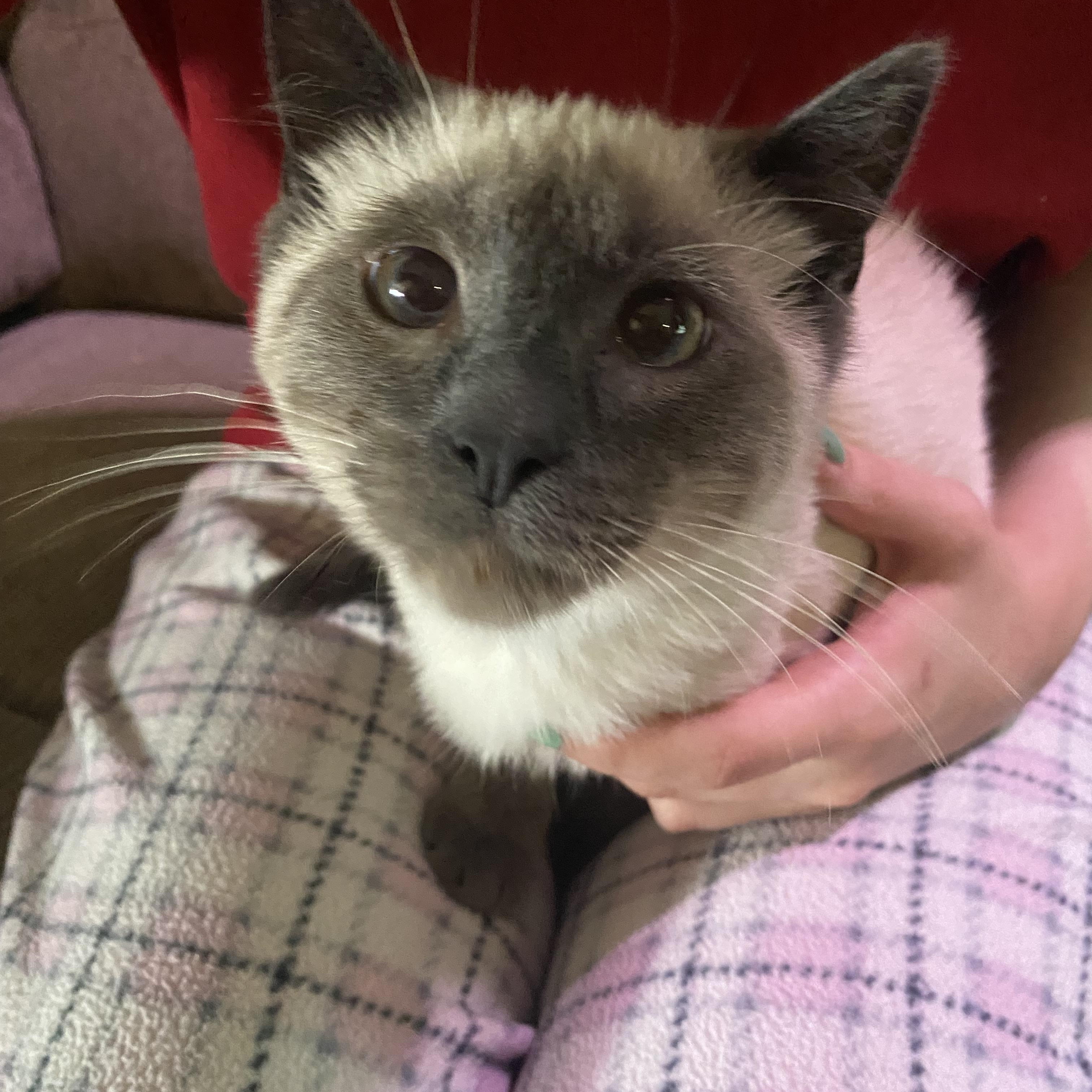 Enlarge Soju, a Adopted Domestic Short Hair in Stockbridge, MI image 4/4