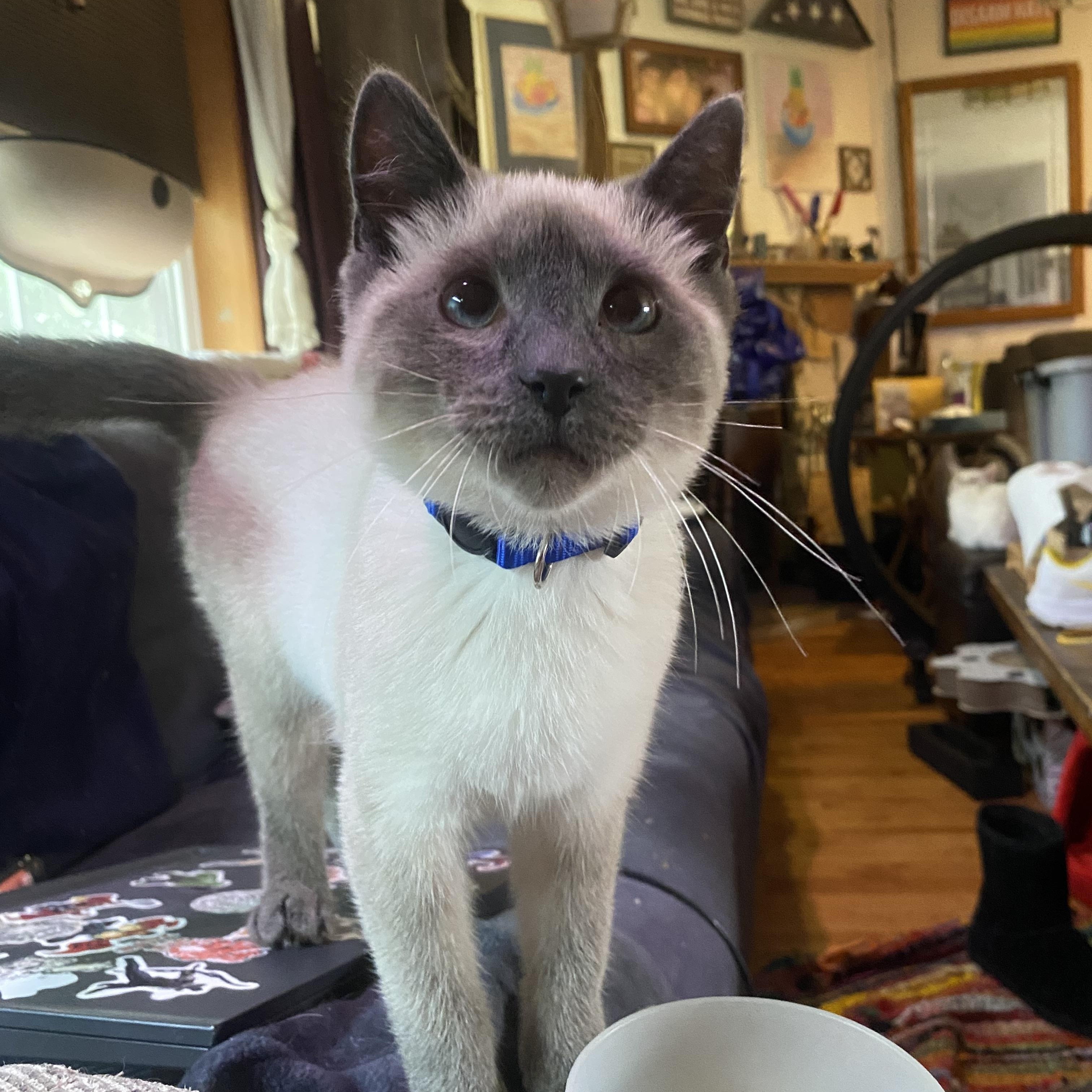 Soju, Adopted, Kitten Male Domestic Short Hair.