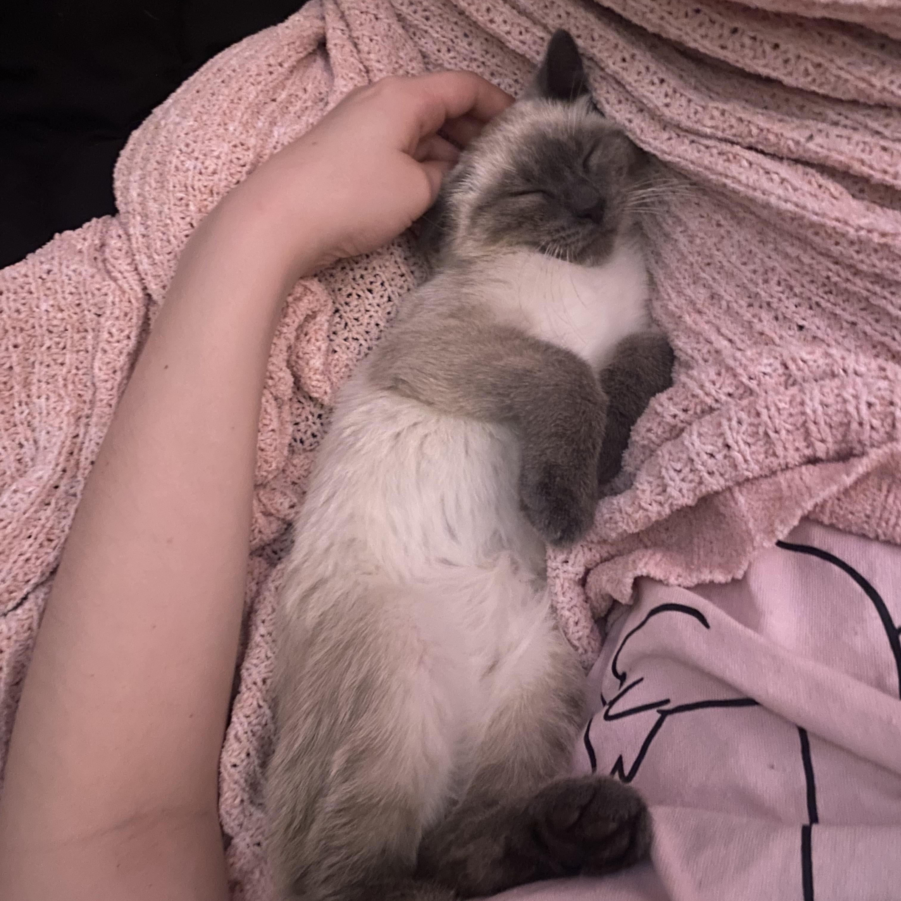 Enlarge Soju, a Adopted Domestic Short Hair in Stockbridge, MI image 2/4