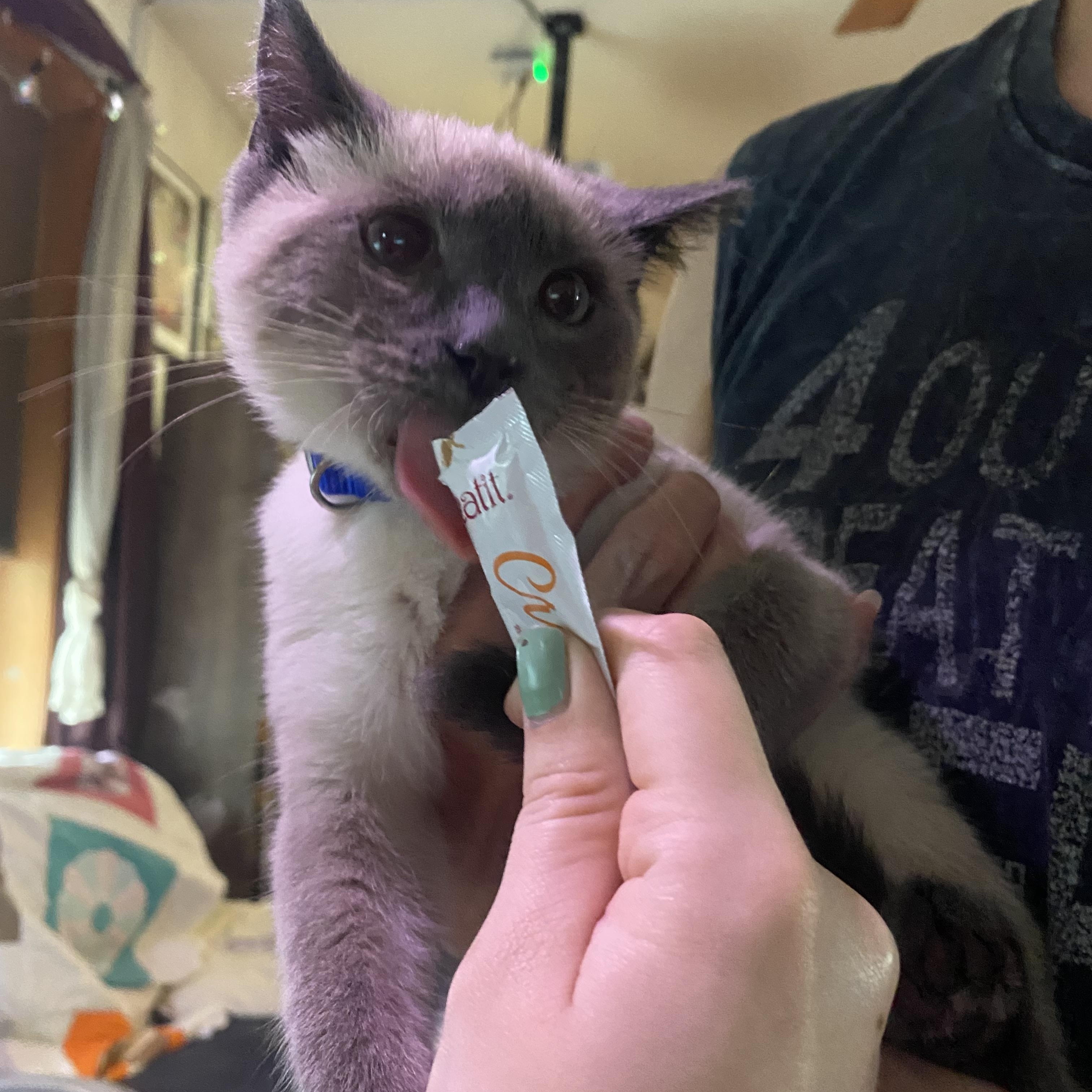 Enlarge Soju, a Adopted Domestic Short Hair in Stockbridge, MI image 3/4