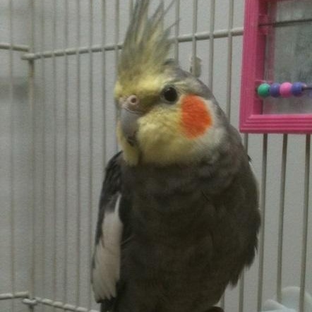 Enlarge Jamison, a Adoptable Cockatiel in Lenexa, KS image 1/1