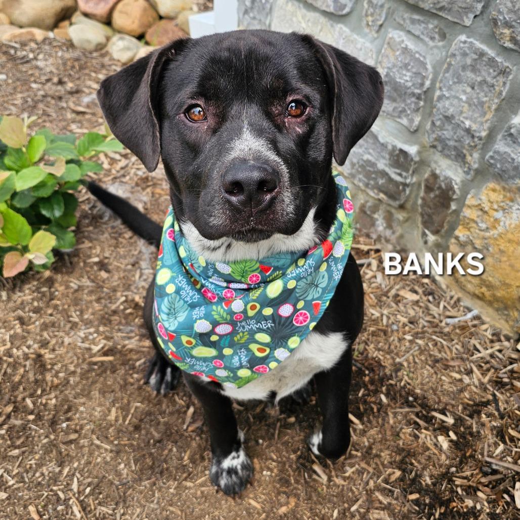 Banks, Adoptable, Adult Male Black Labrador Retriever & Pit Bull Terrier.