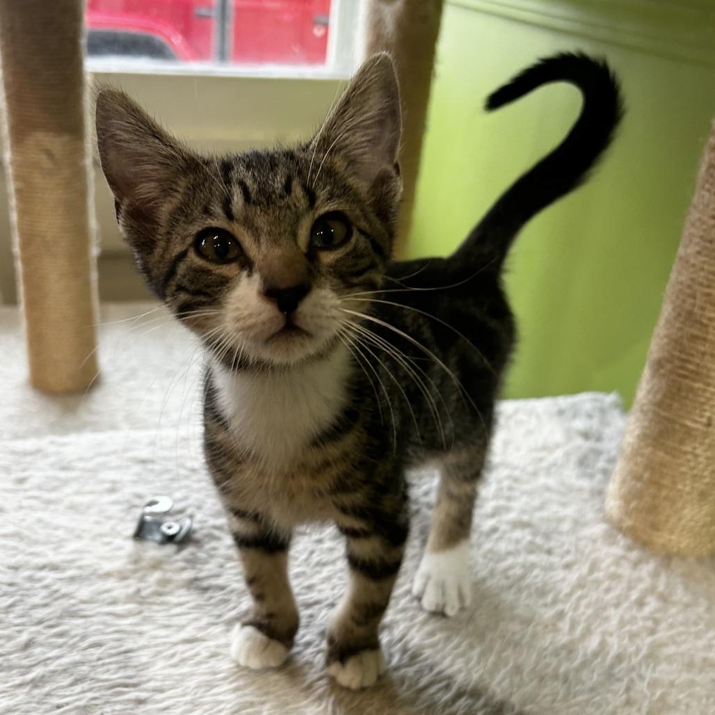 Jack Skellington, Adoptable, Young Male Domestic Short Hair.