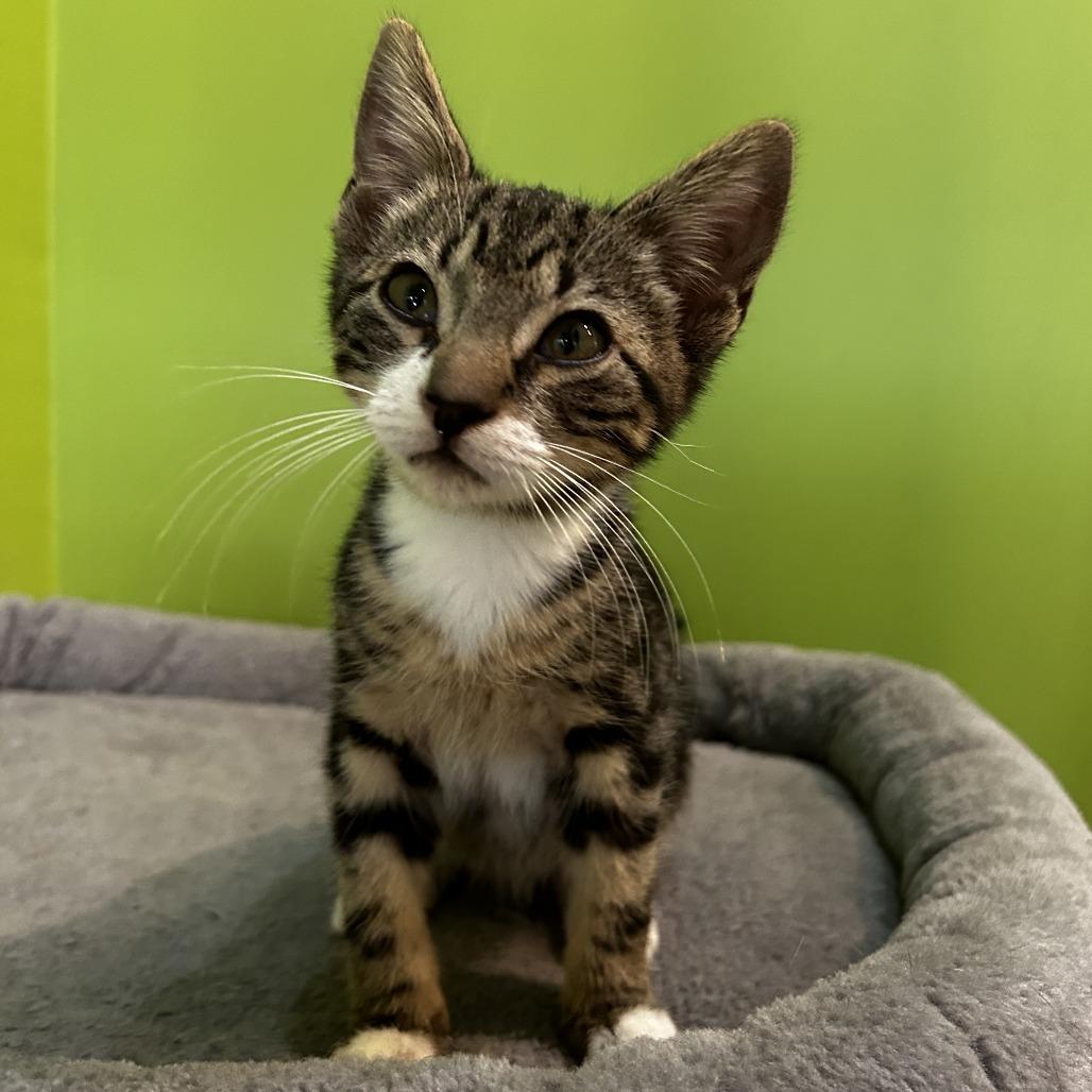 Enlarge Jack Skellington, a Adoptable Domestic Short Hair in Folsom, LA image 2/2