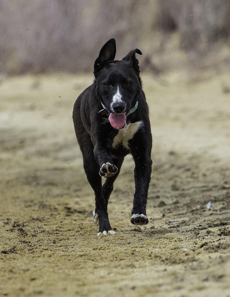 Nala, a Adoptable mixed breed in Washoe Valley, NV image 3/6