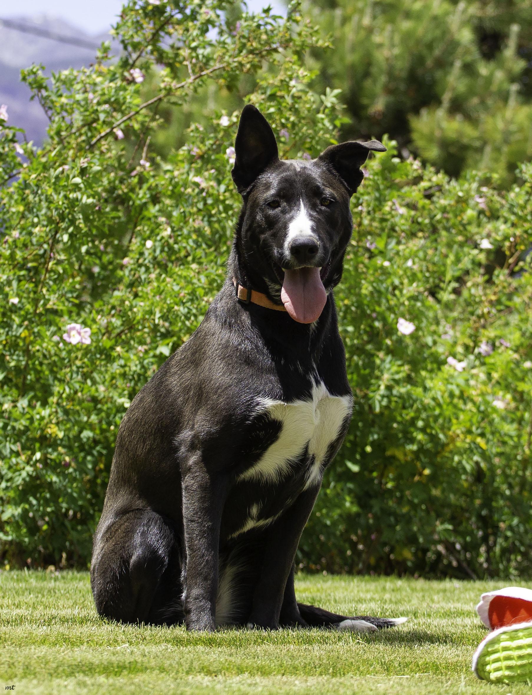 Nala, a Adoptable mixed breed in Washoe Valley, NV image 2/6