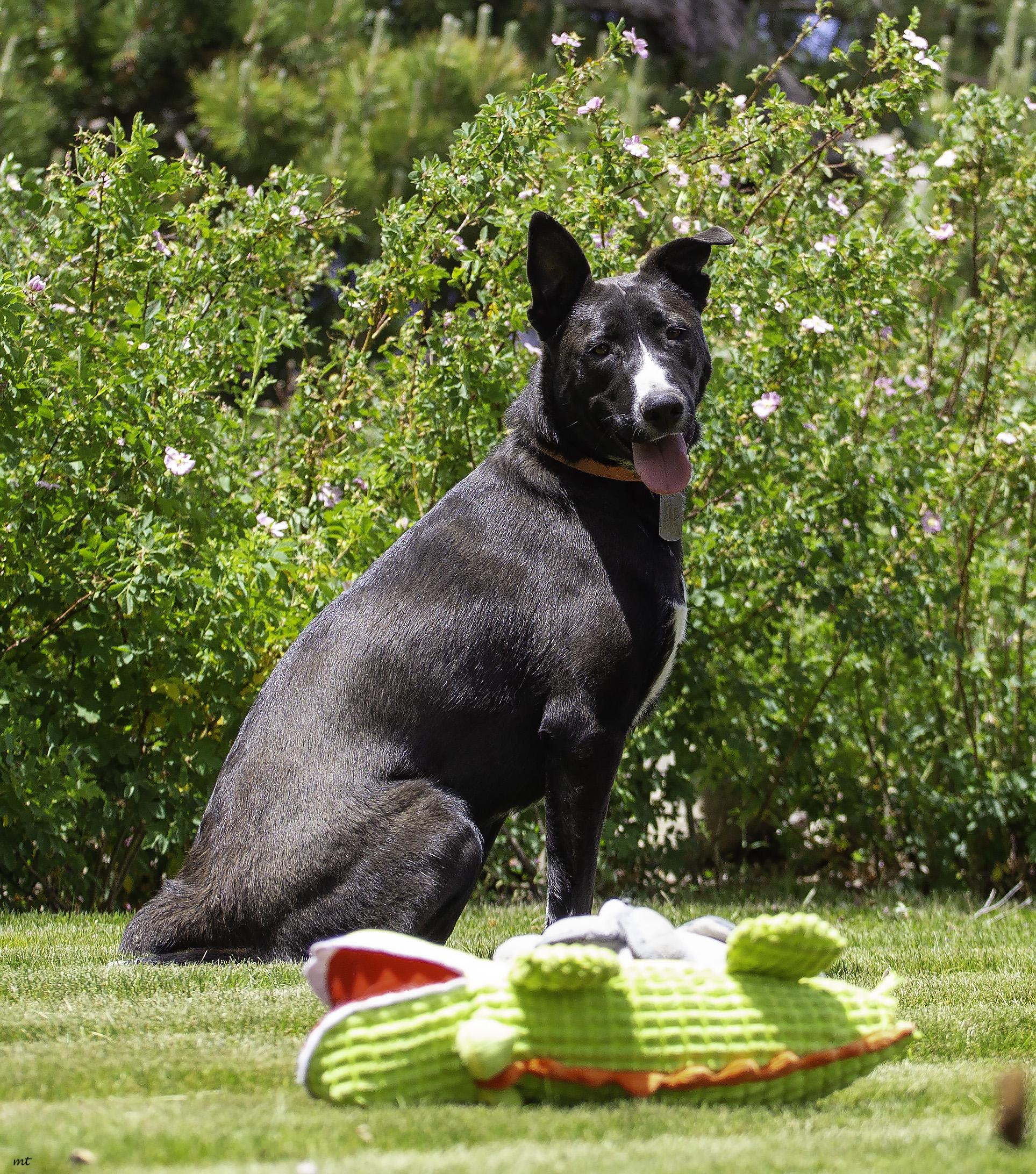 Nala, a Adoptable mixed breed in Washoe Valley, NV image 4/6