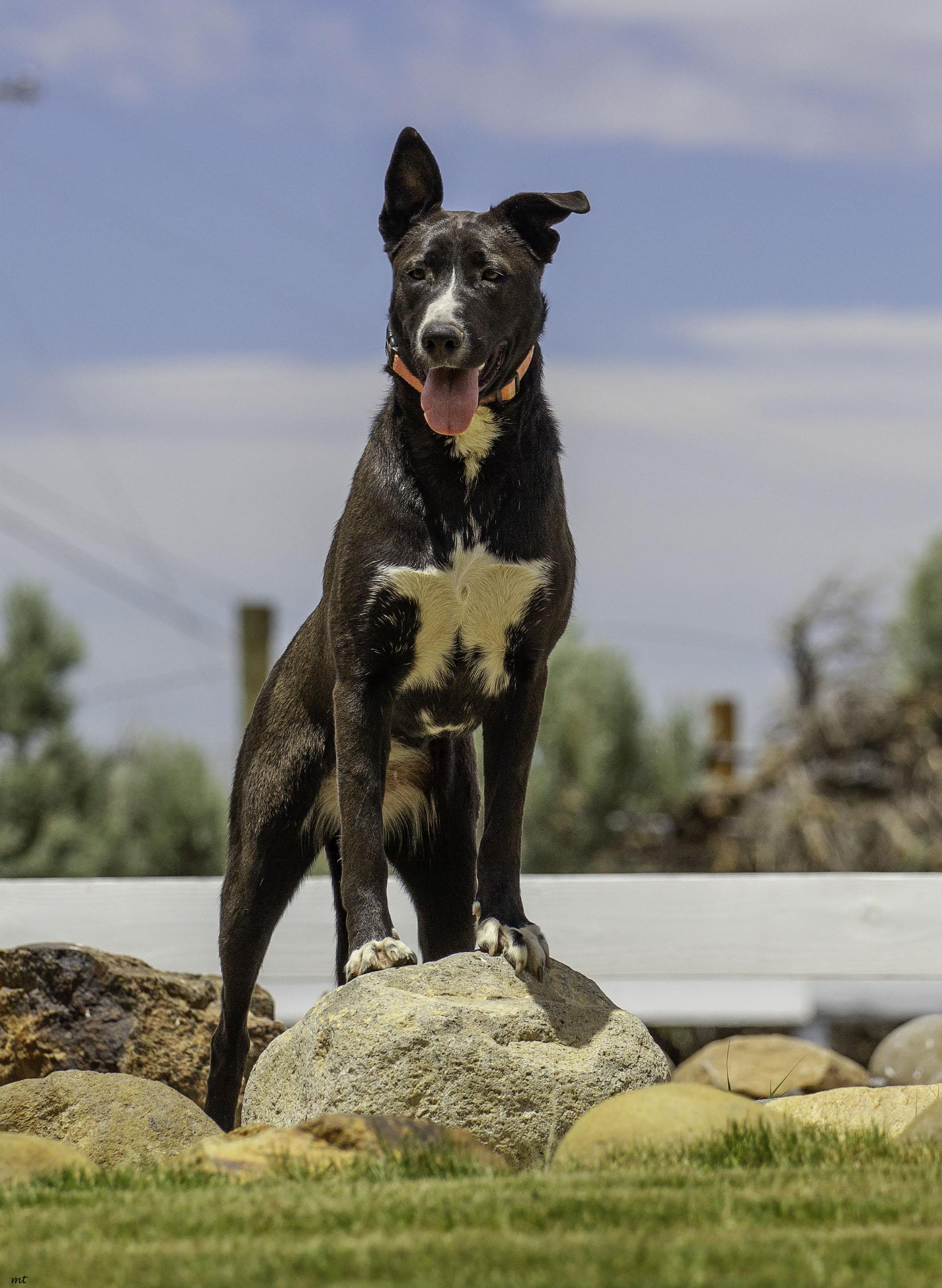 Nala, a Adoptable mixed breed in Washoe Valley, NV image 1/6
