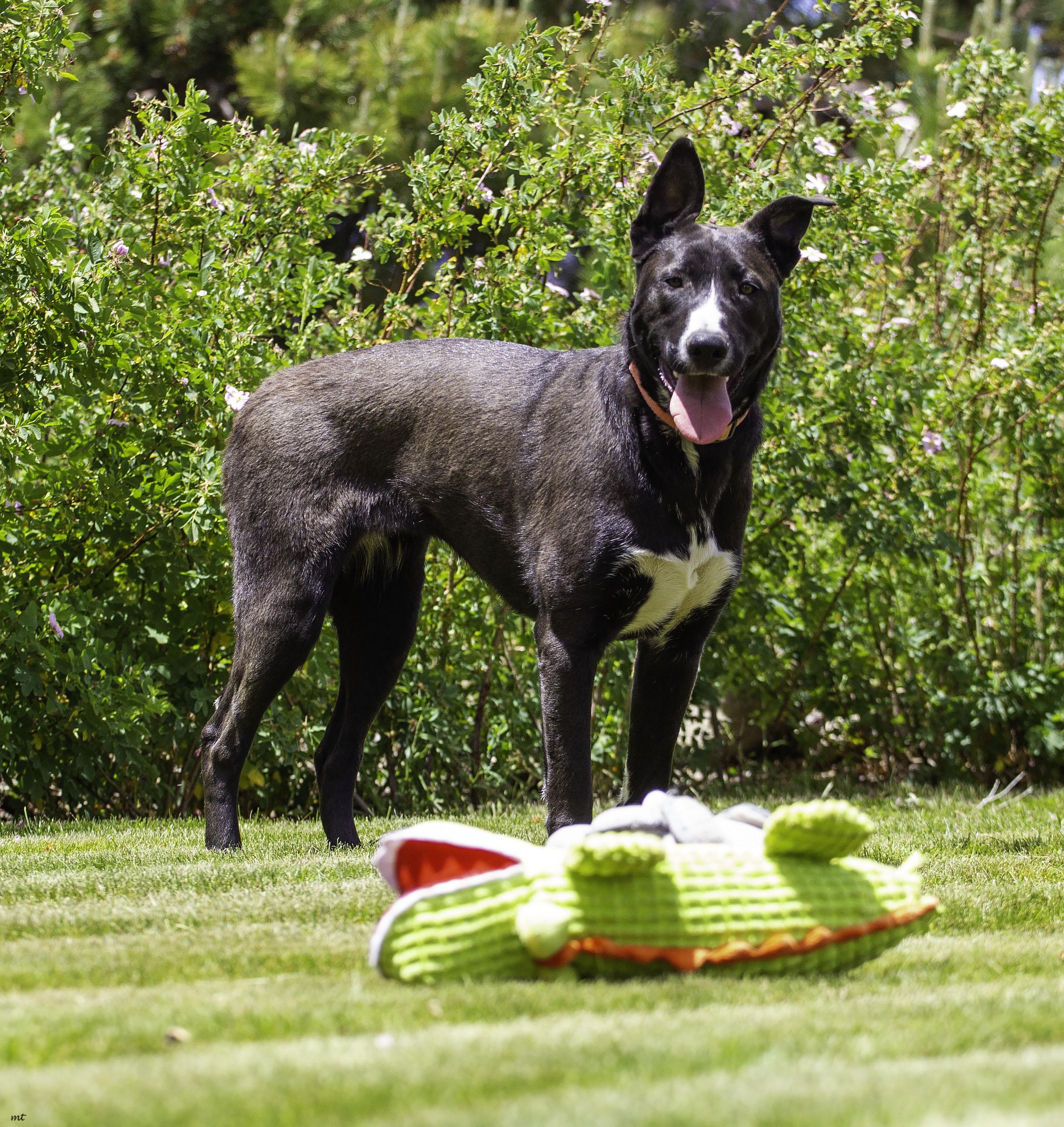 Nala, a Adoptable mixed breed in Washoe Valley, NV image 5/6