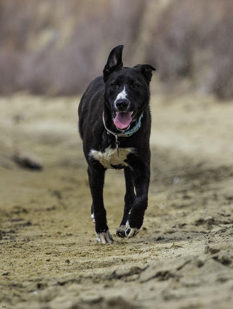 Nala, a Adoptable mixed breed in Washoe Valley, NV image 6/6
