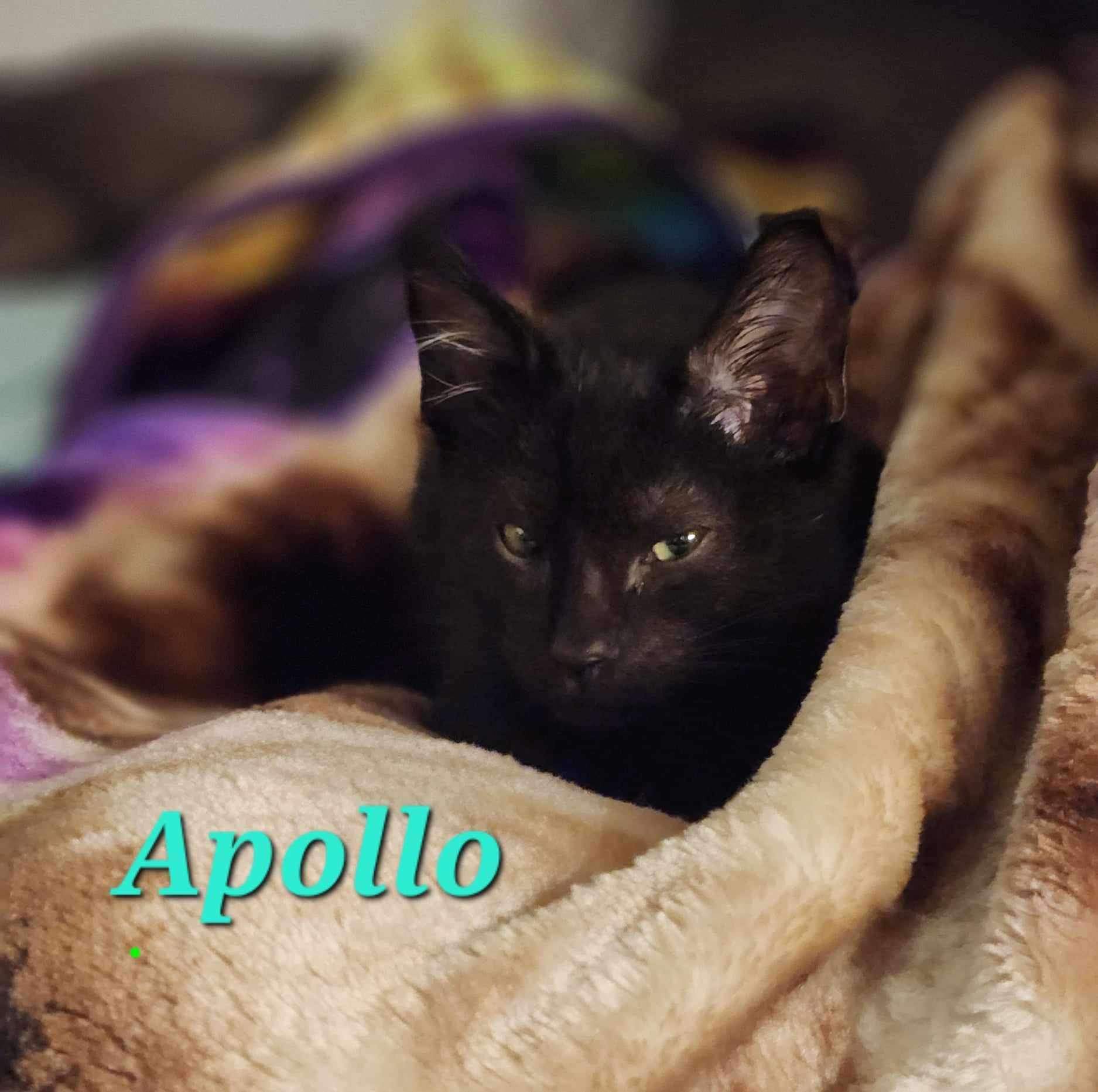 Apollo