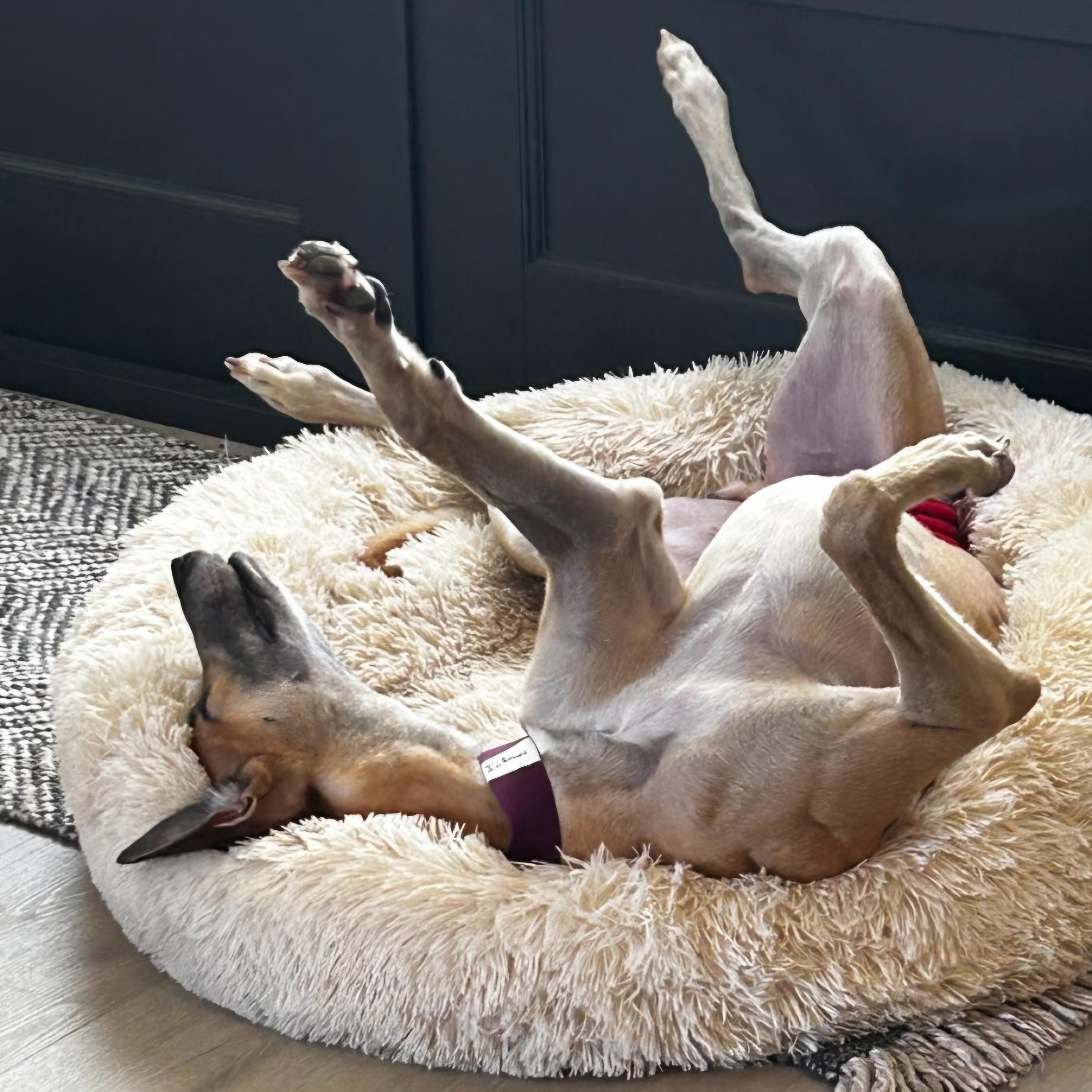 FF Inferno (Dante), Adopted, Adult Male Greyhound.