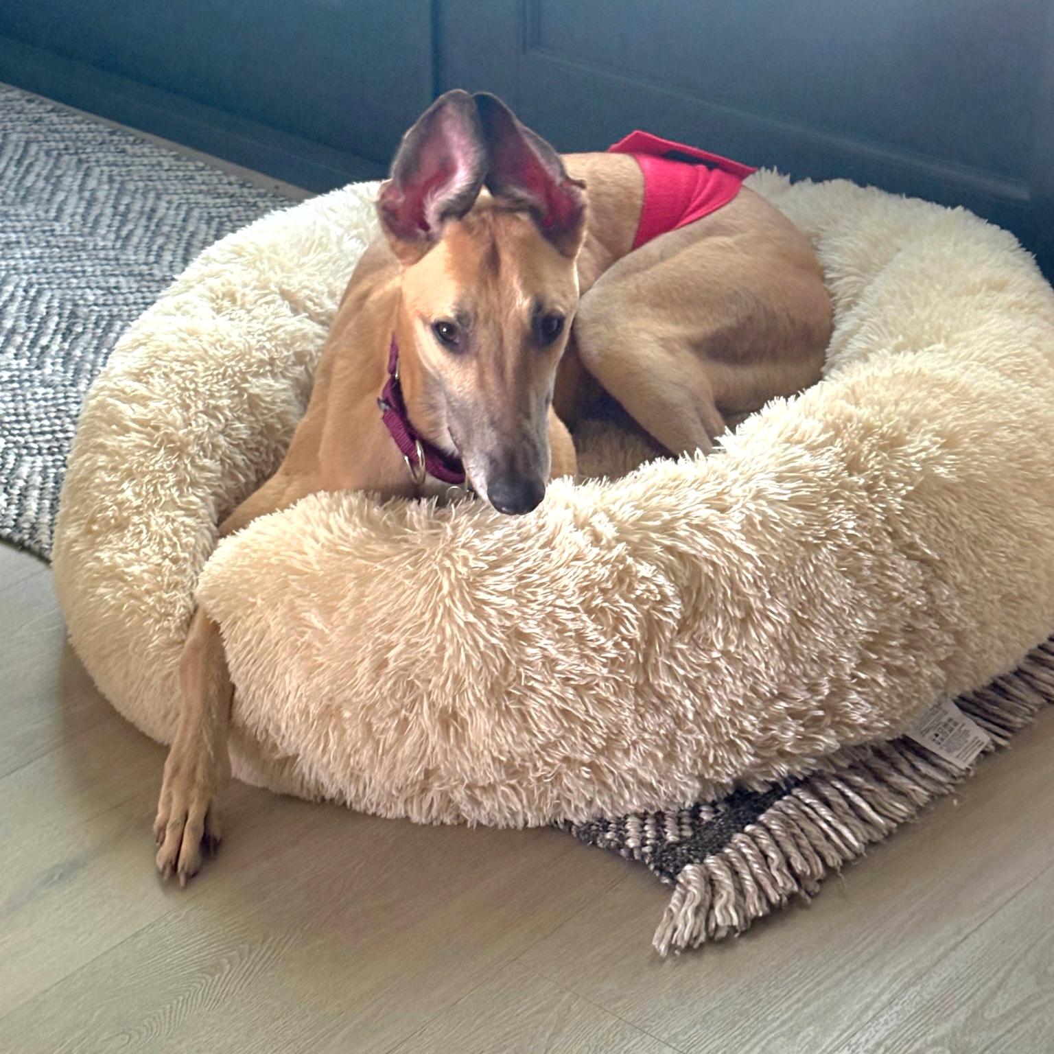 Enlarge FF Inferno (Dante), a Adopted Greyhound in Tarpon Springs, FL image 2/5
