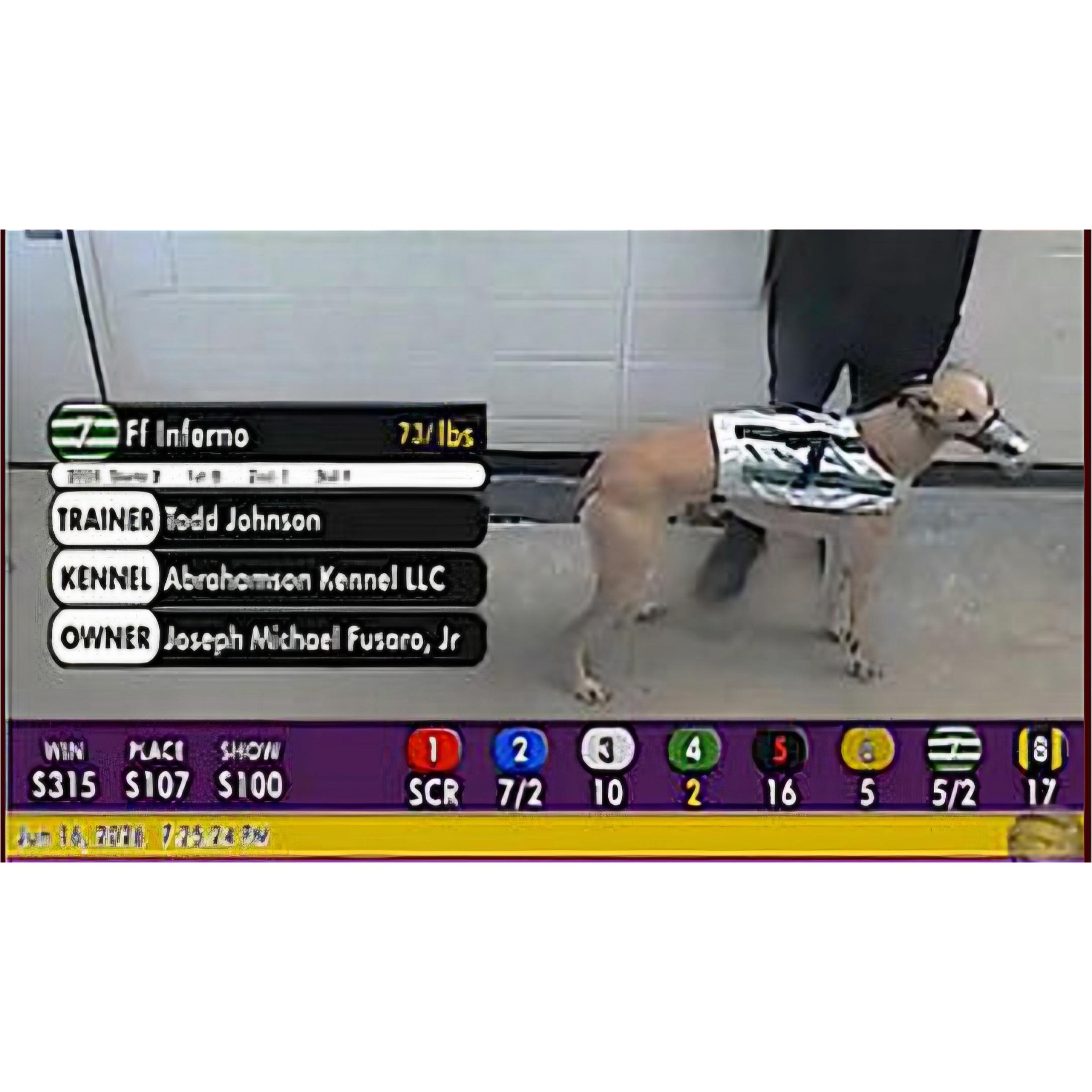 Enlarge FF Inferno (Dante), a Adopted Greyhound in Tarpon Springs, FL image 3/5