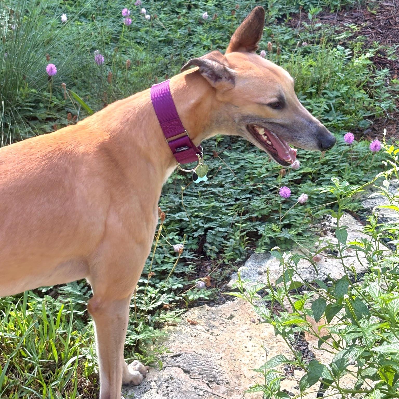 Enlarge FF Inferno (Dante), a Adopted Greyhound in Tarpon Springs, FL image 4/5